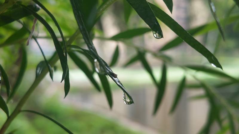 雨后叶尖水滴晶莹剔透图片