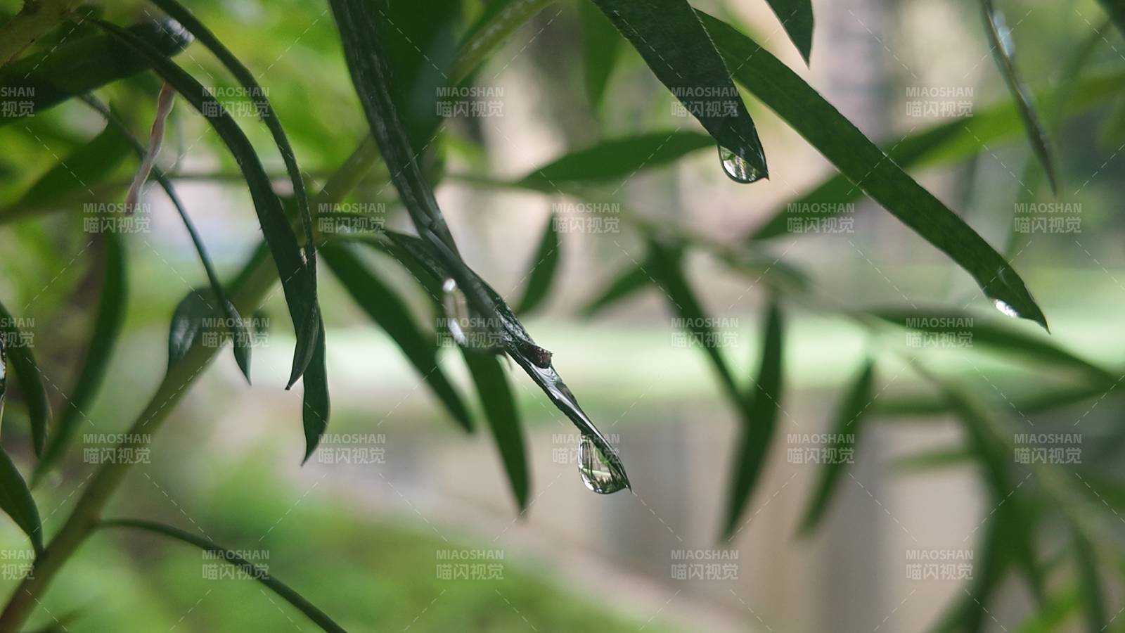 雨后叶尖水滴晶莹剔透图片