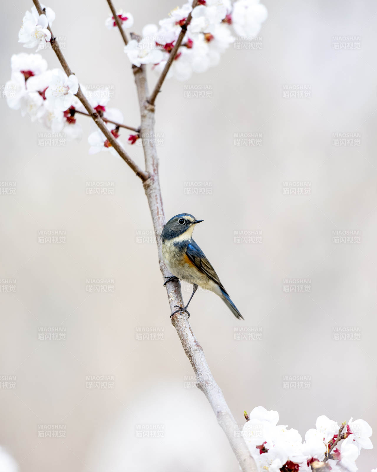 春枝上的小鸟与花图片