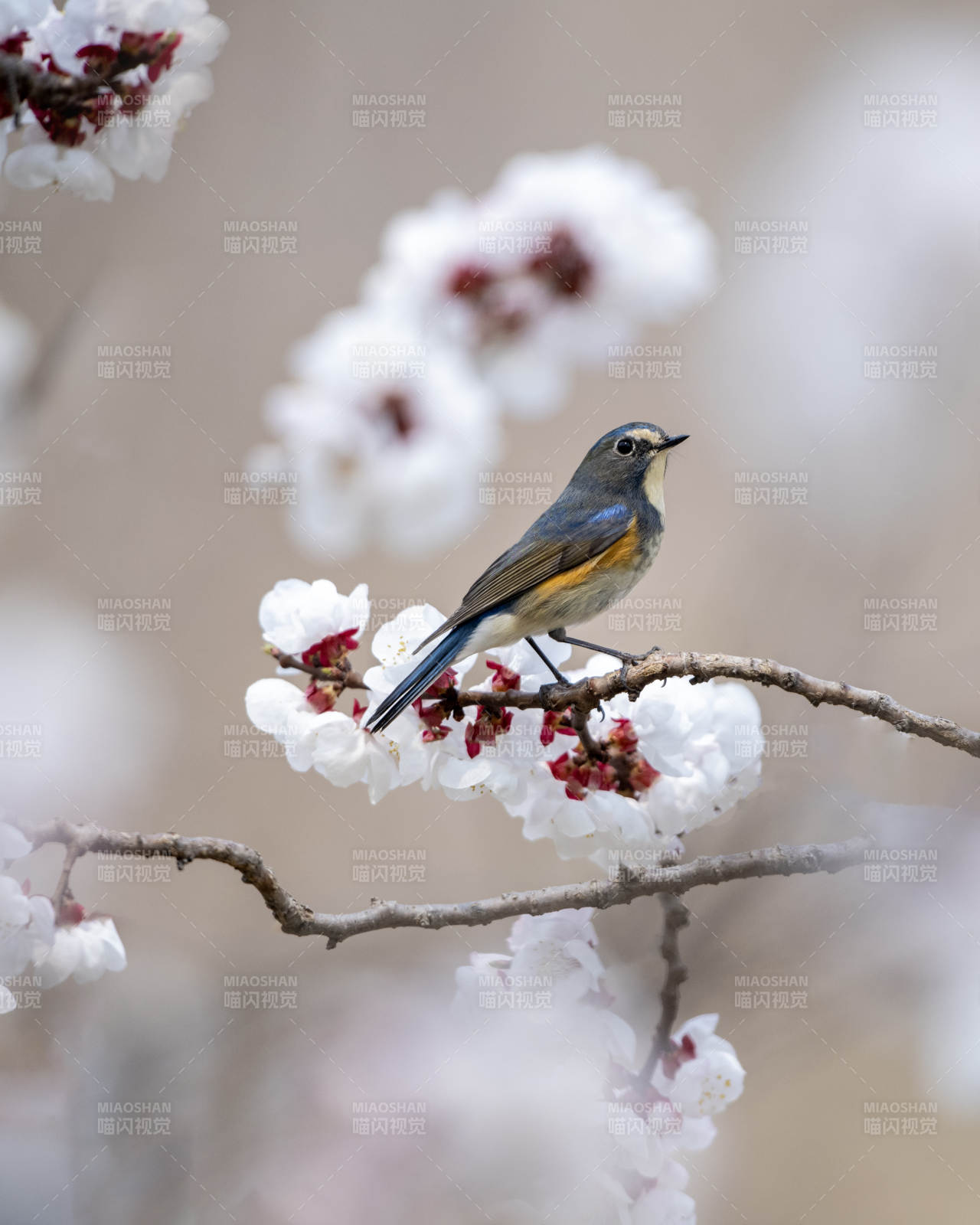 春日花间小鸟栖图片