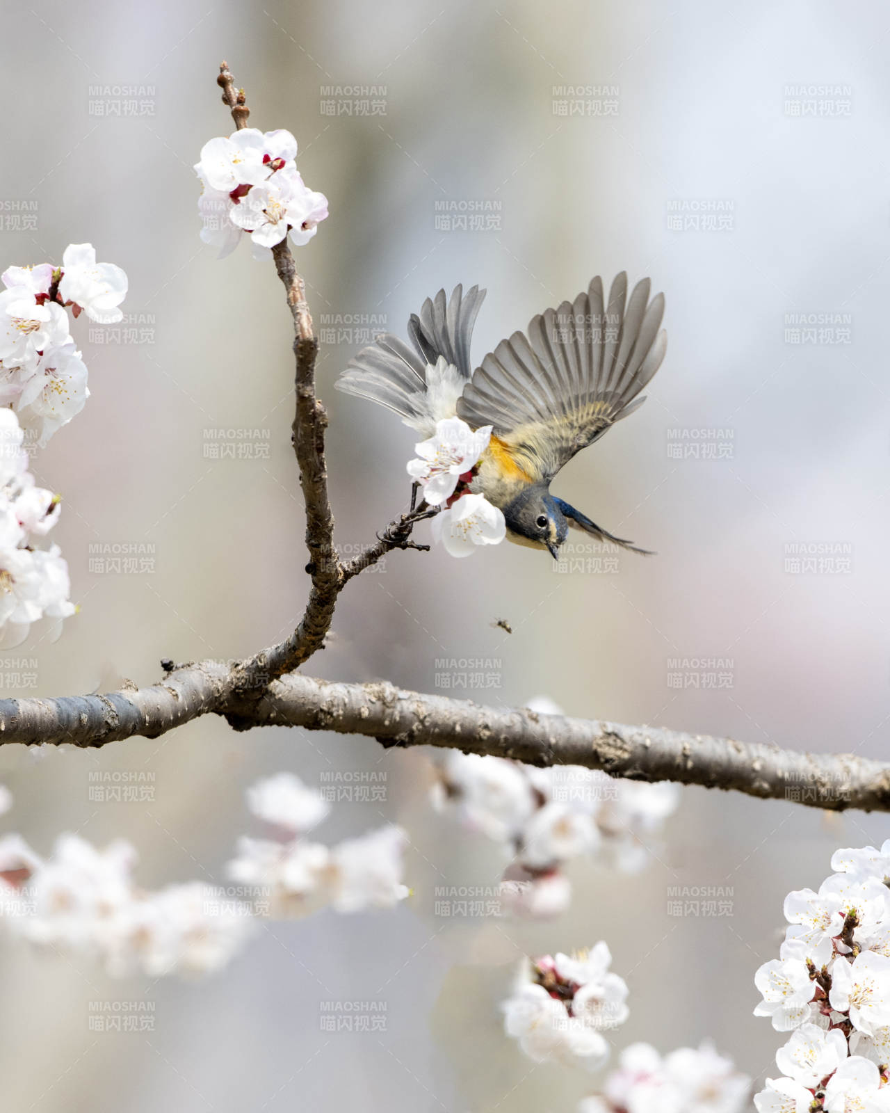 春日花间鸟飞翔图片