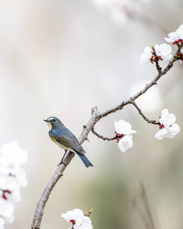 春日枝头鸟语花香图片