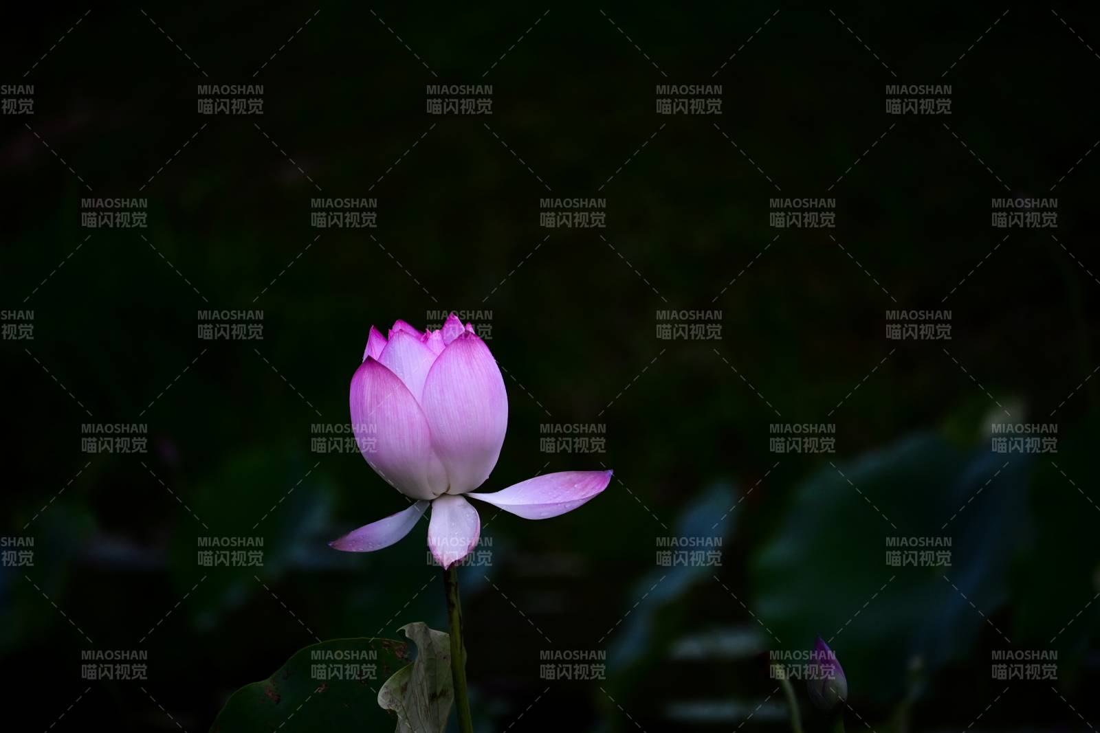 静谧池塘中的莲花绽放图片