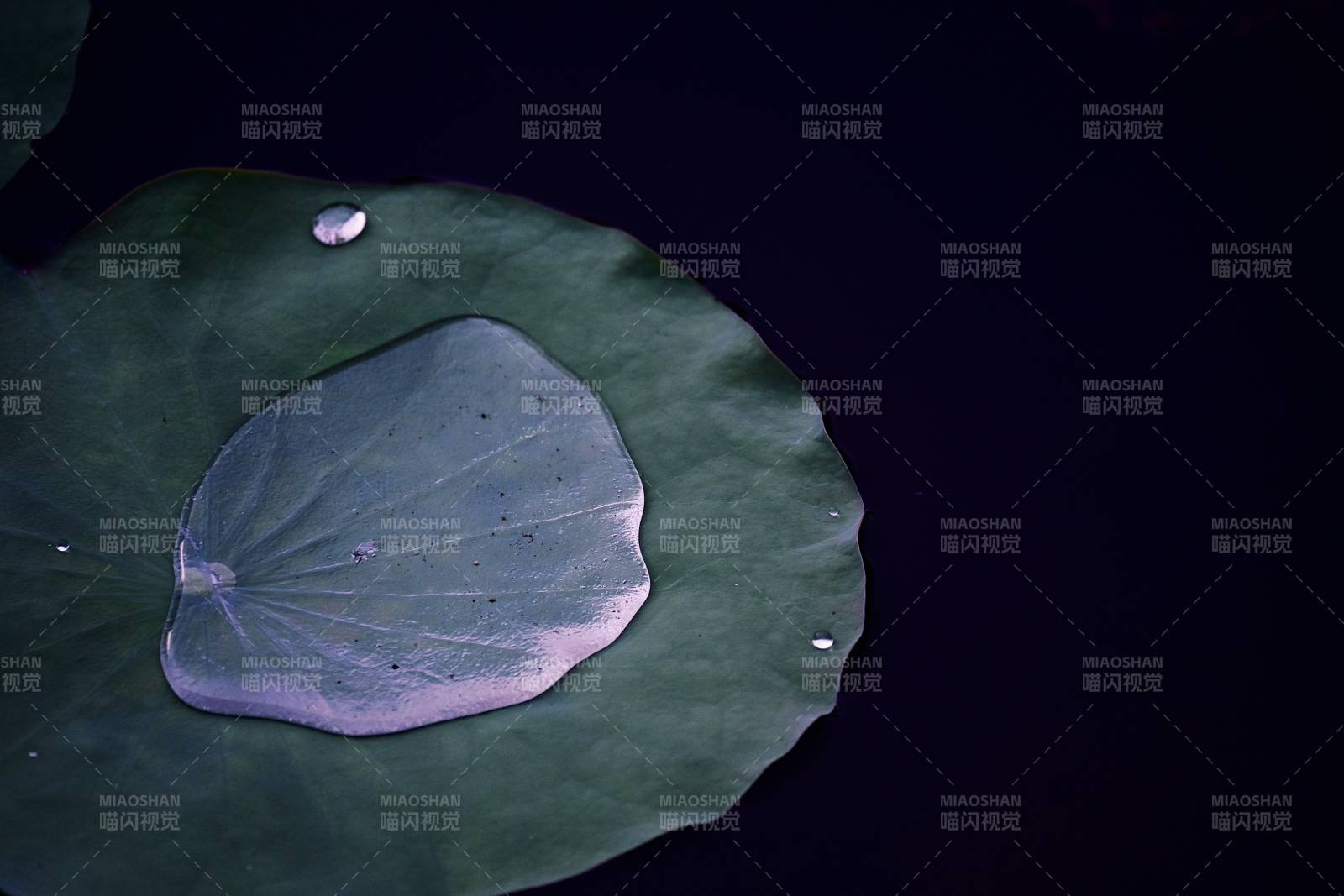 荷叶上的水滴与倒影图片