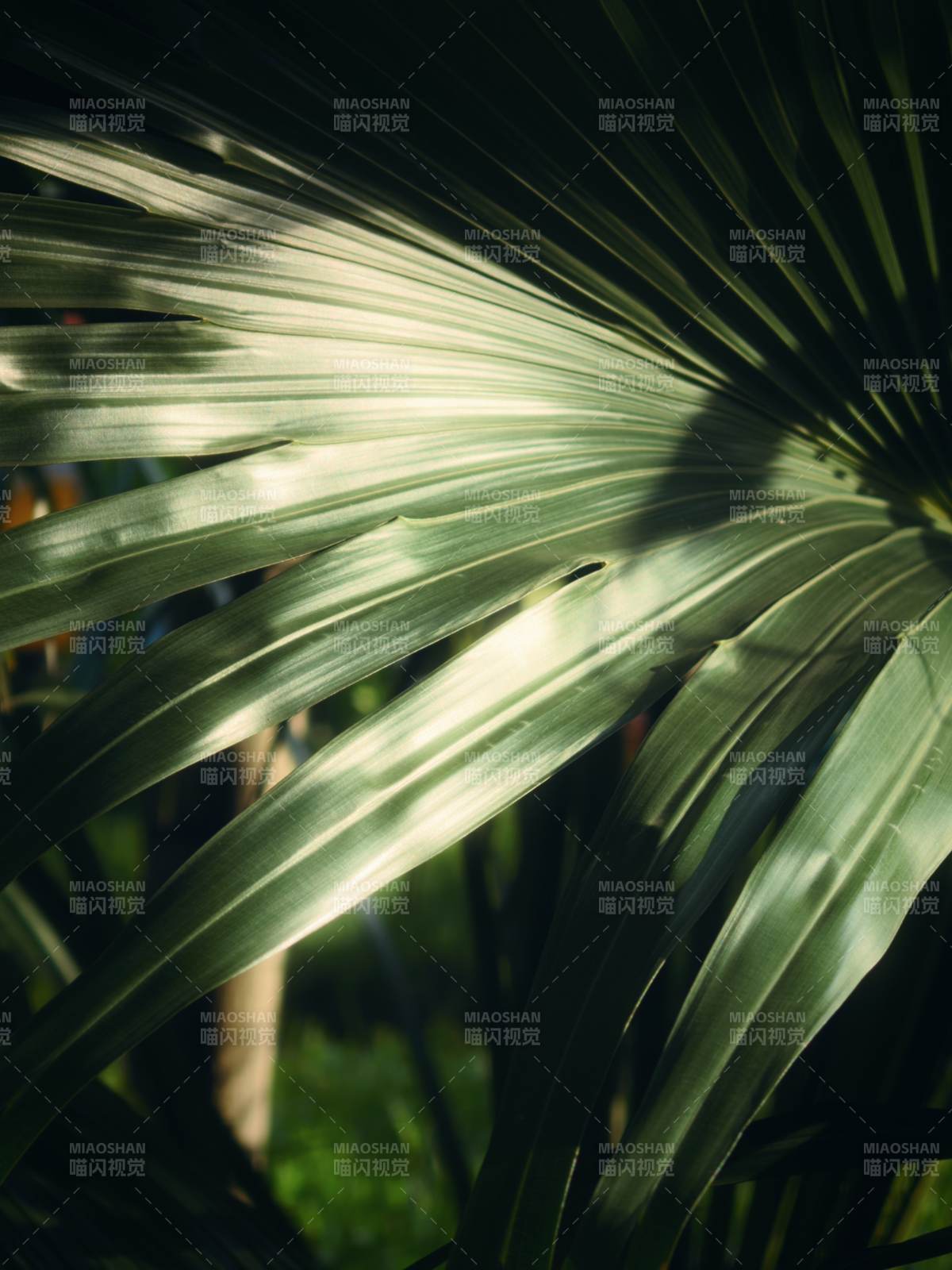 光影下的绿色叶片特写图片