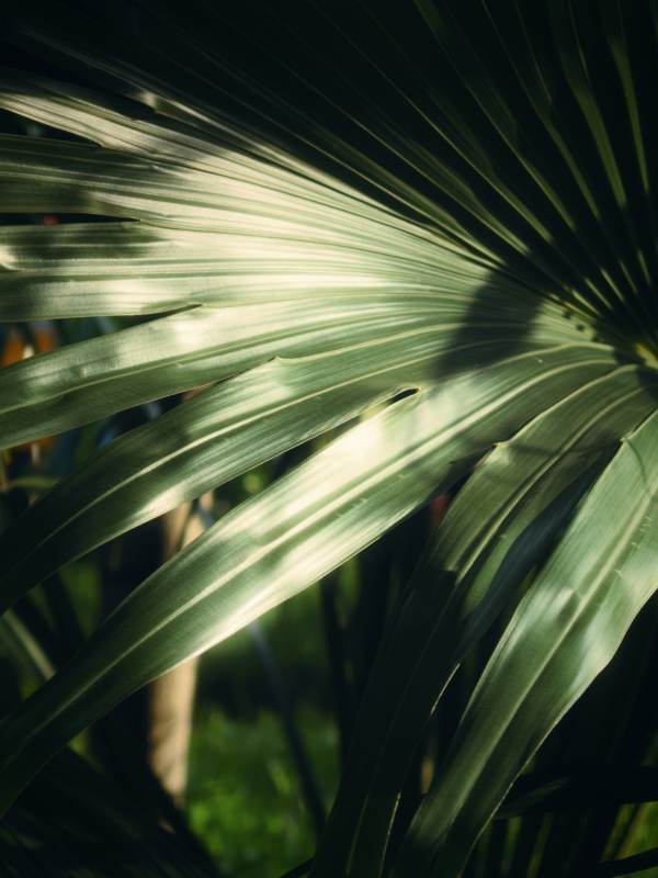 光影下的绿色叶片特写图片