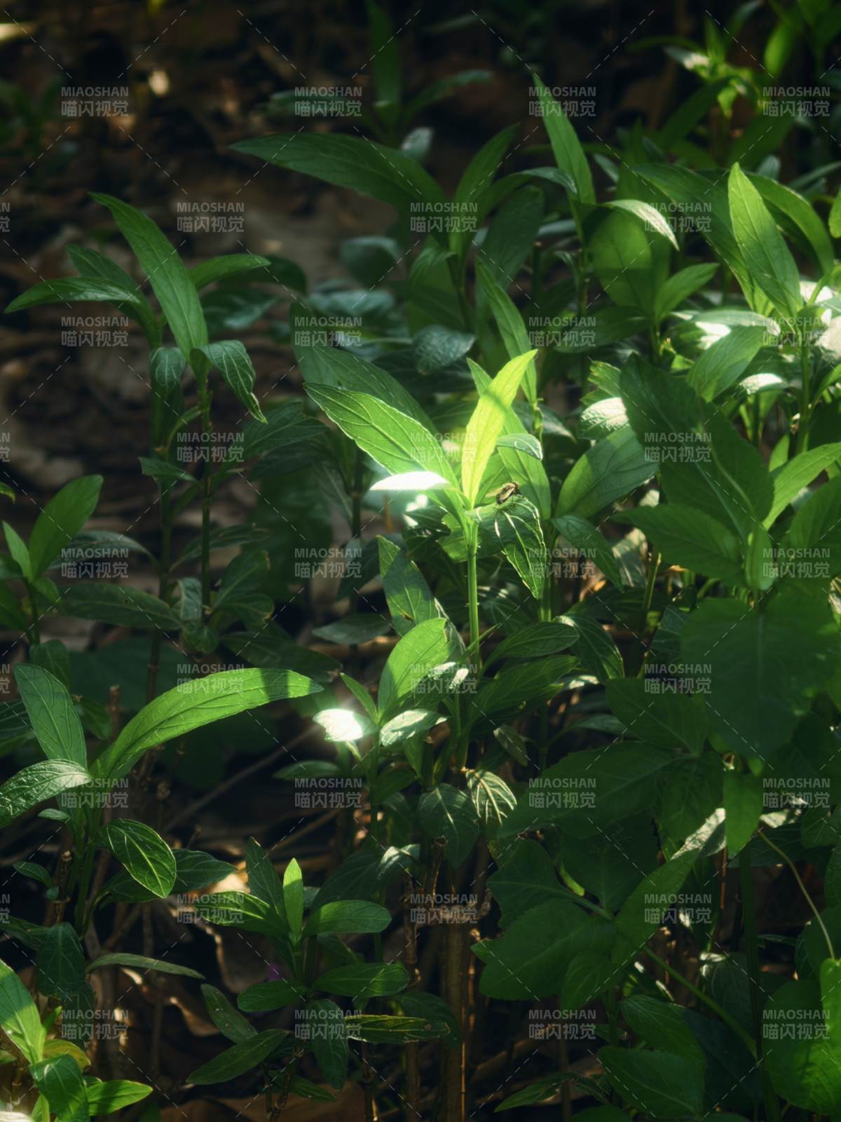 阳光穿透绿叶的瞬间图片