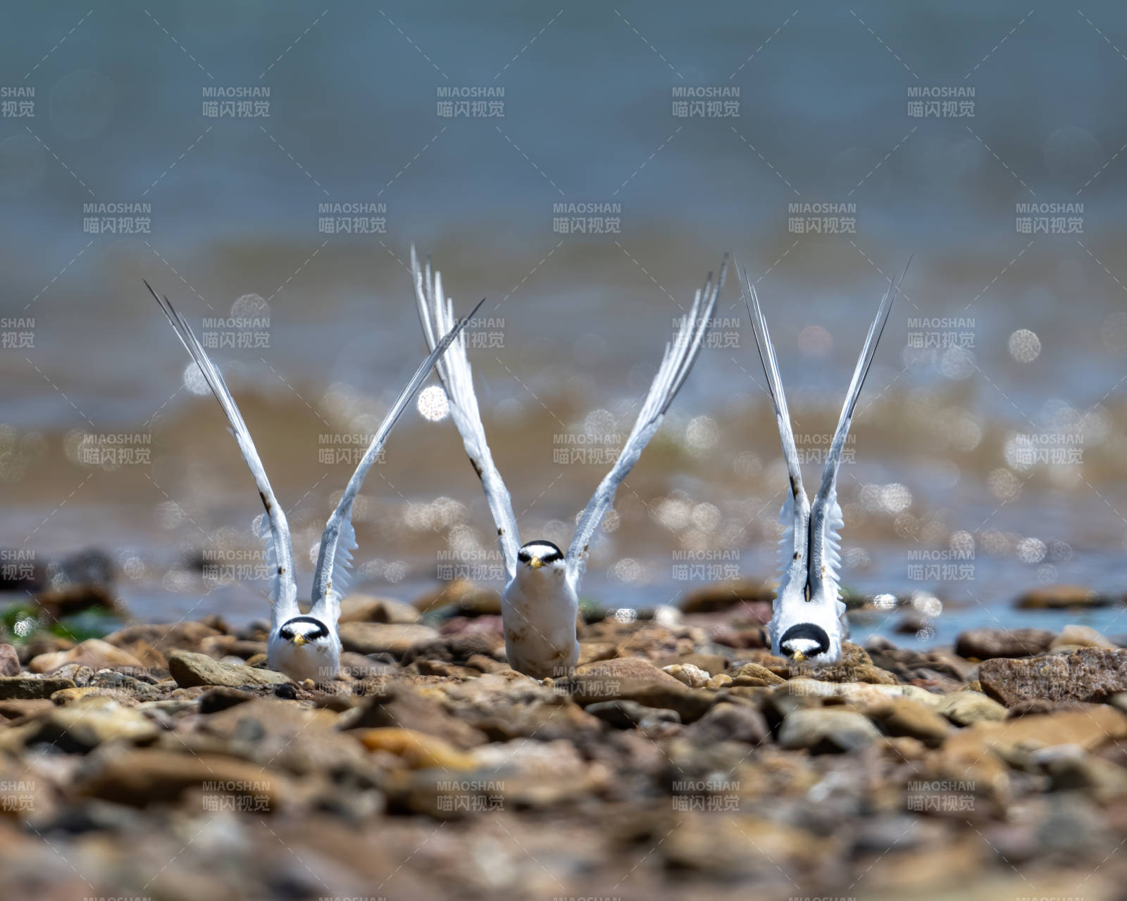 三只燕鸥静立石滩上图片