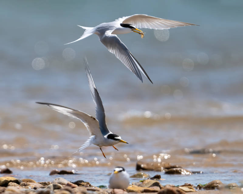 沙滩上的燕鸥飞翔瞬间图片