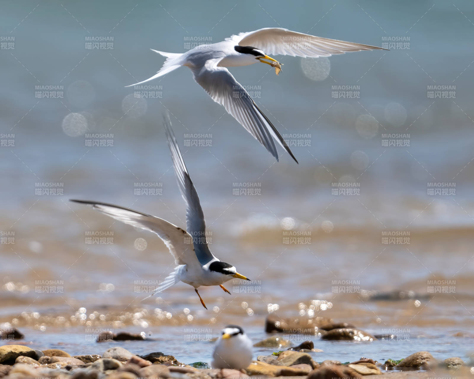 沙滩上的燕鸥飞翔瞬间图片