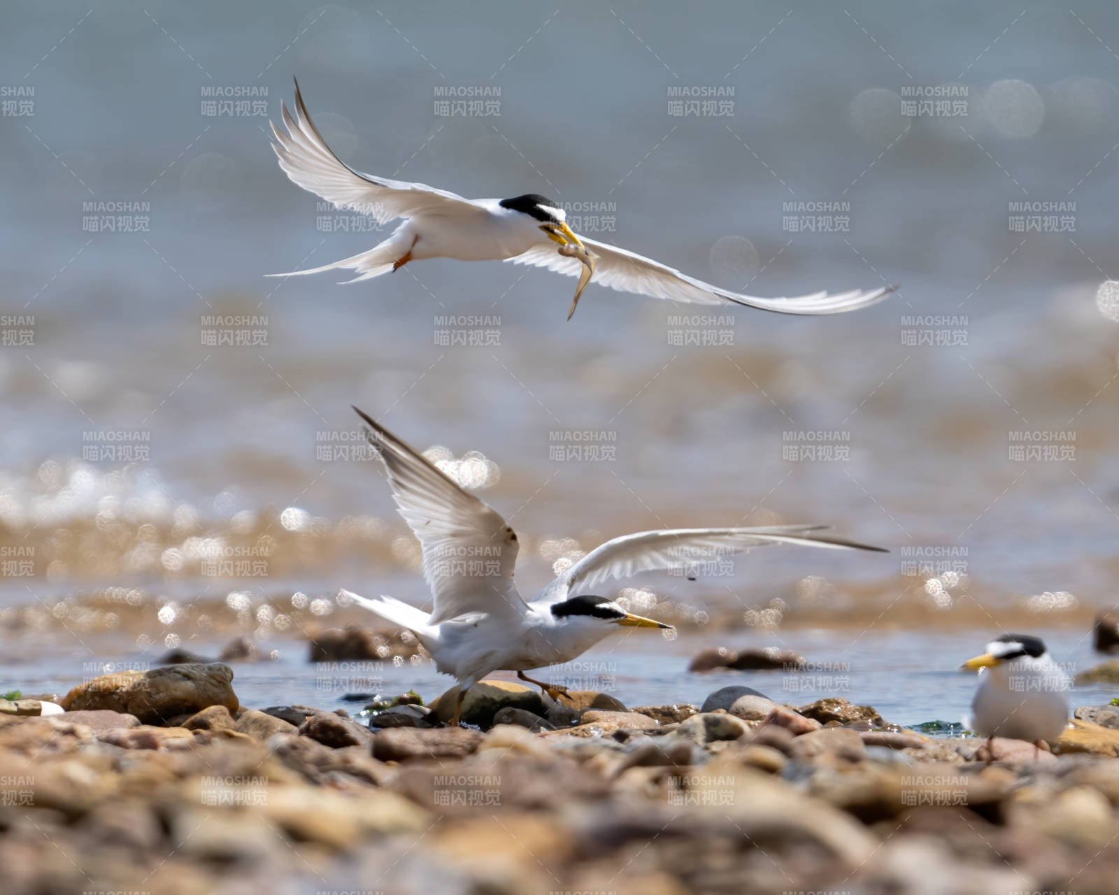 海边飞翔的燕鸥群图片