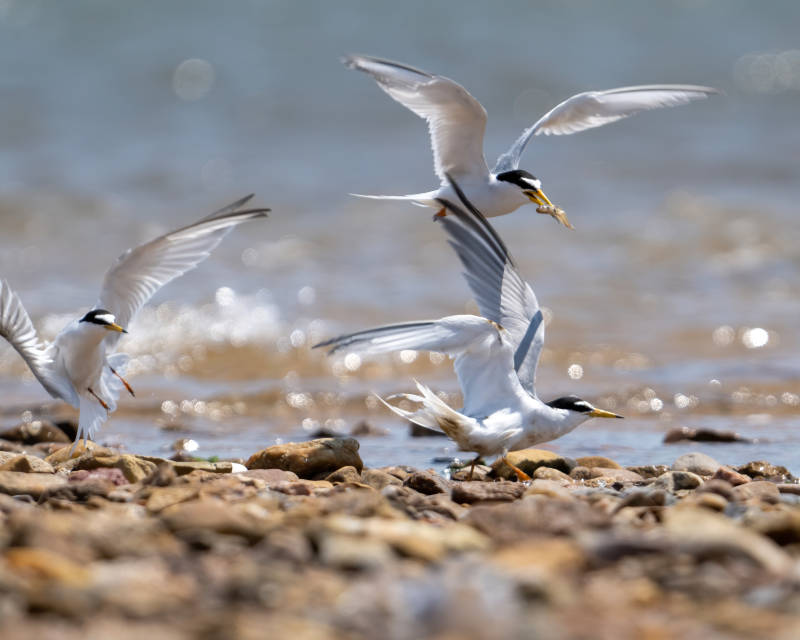 沙滩上的鸥鸟嬉戏图片