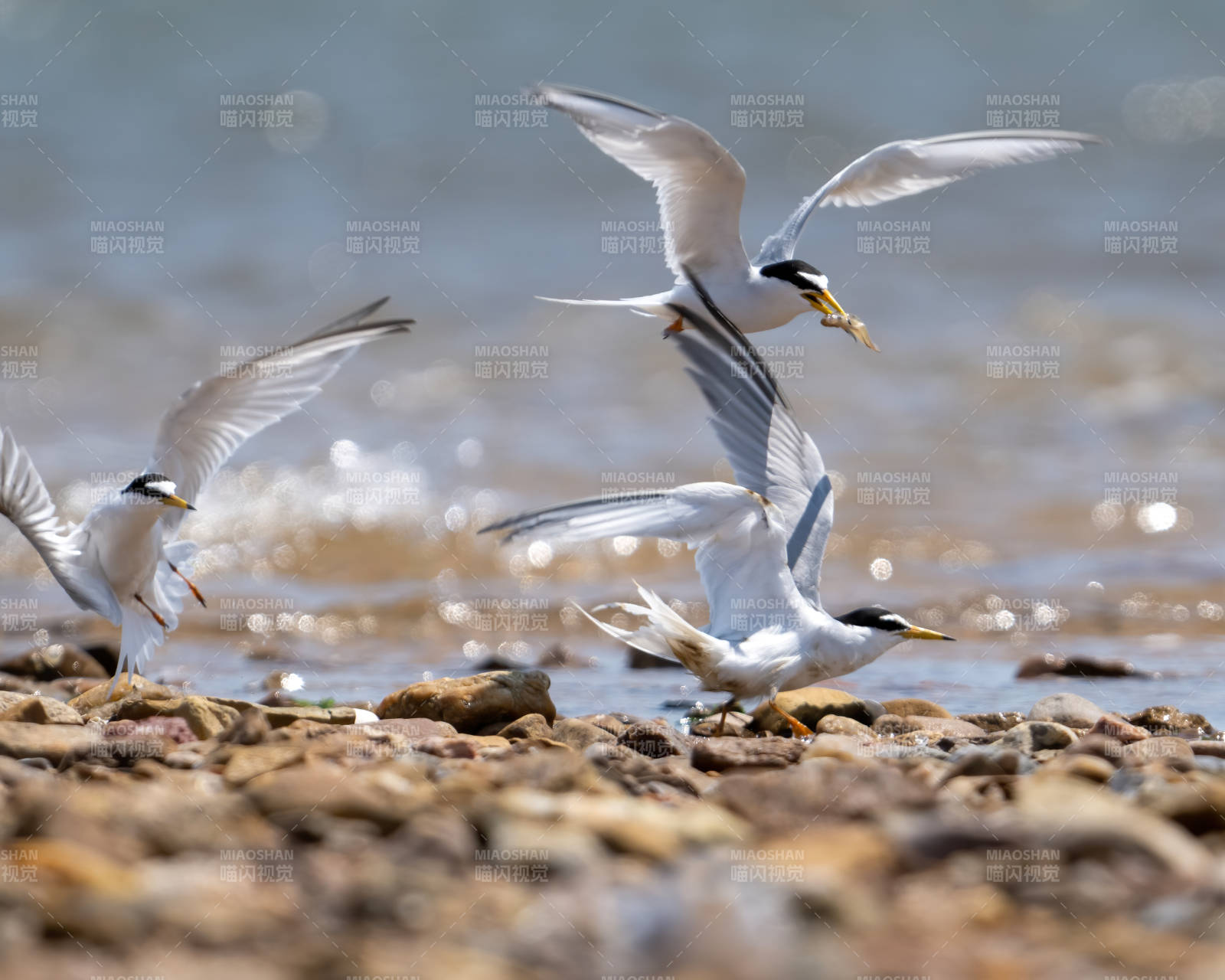 沙滩上的鸥鸟嬉戏图片