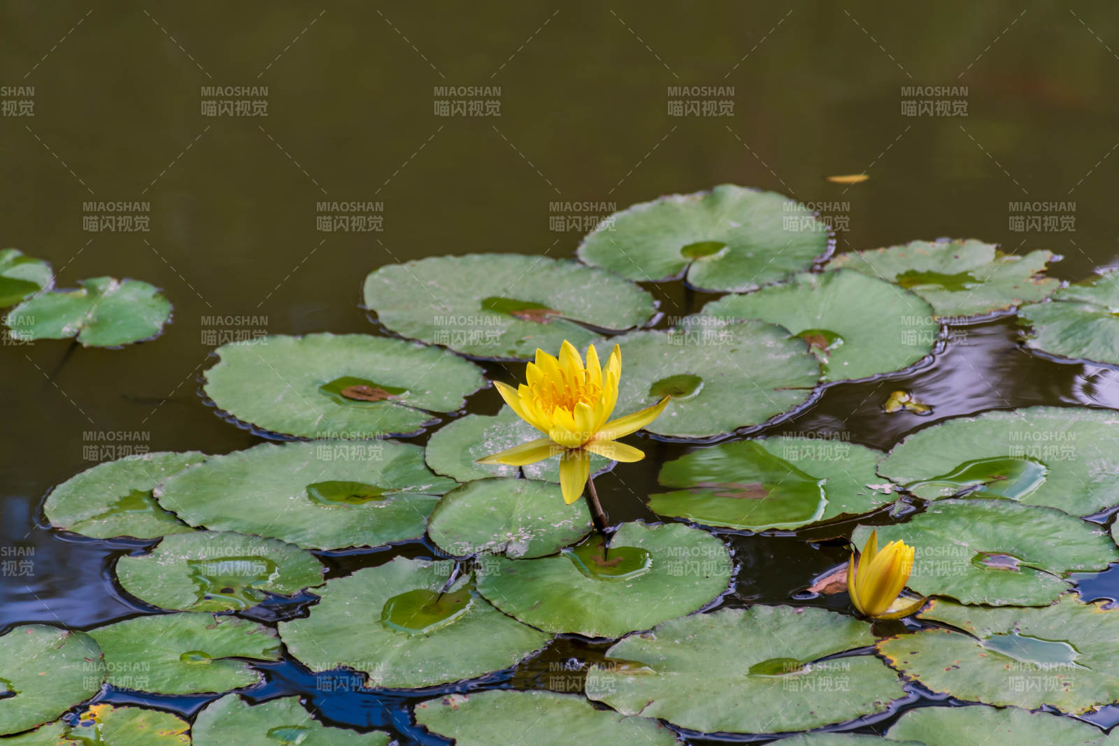 池塘中的黄色睡莲图片