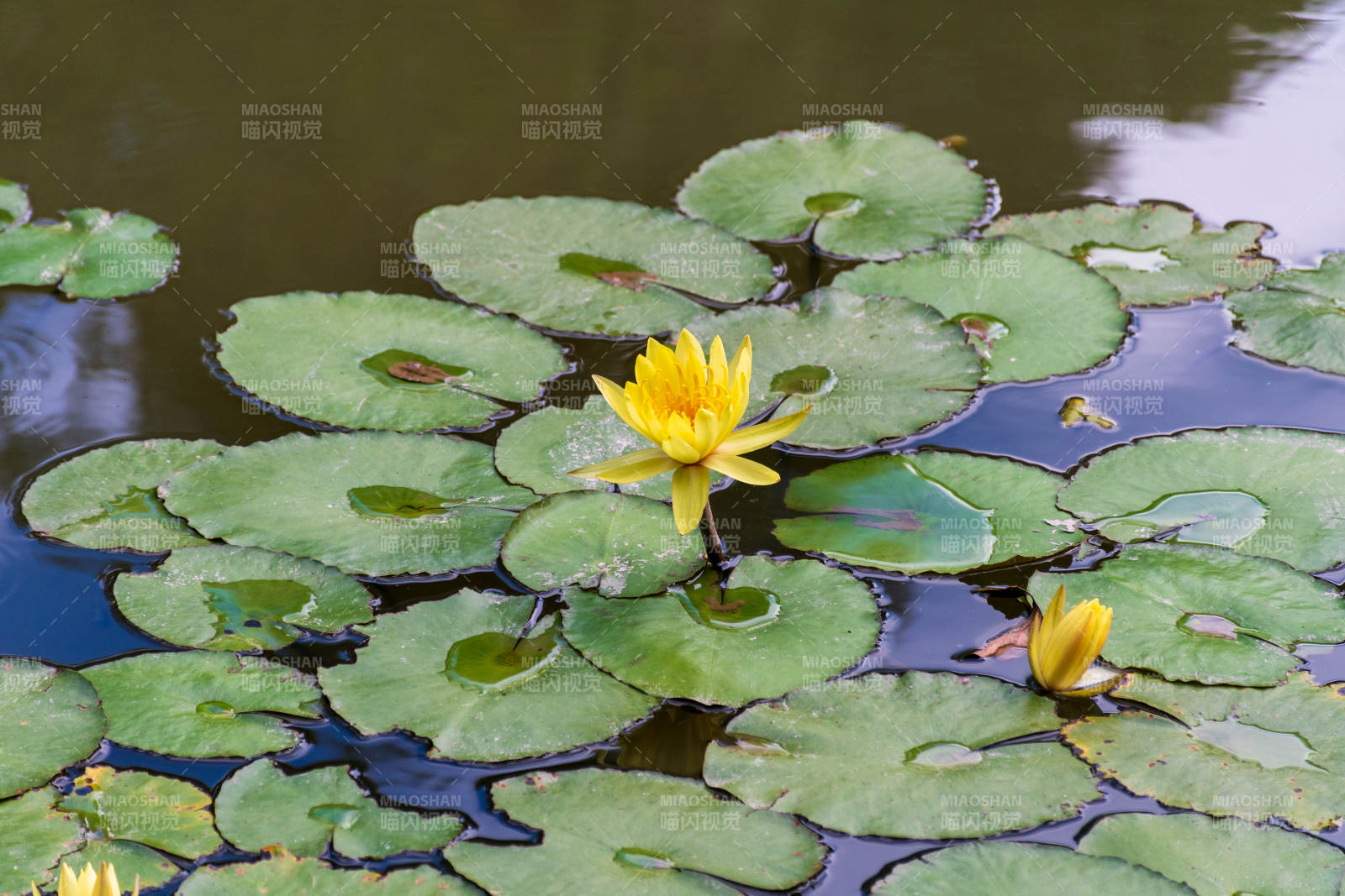池塘中的黄色睡莲图片