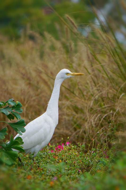 白鹭栖息于花丛中图片