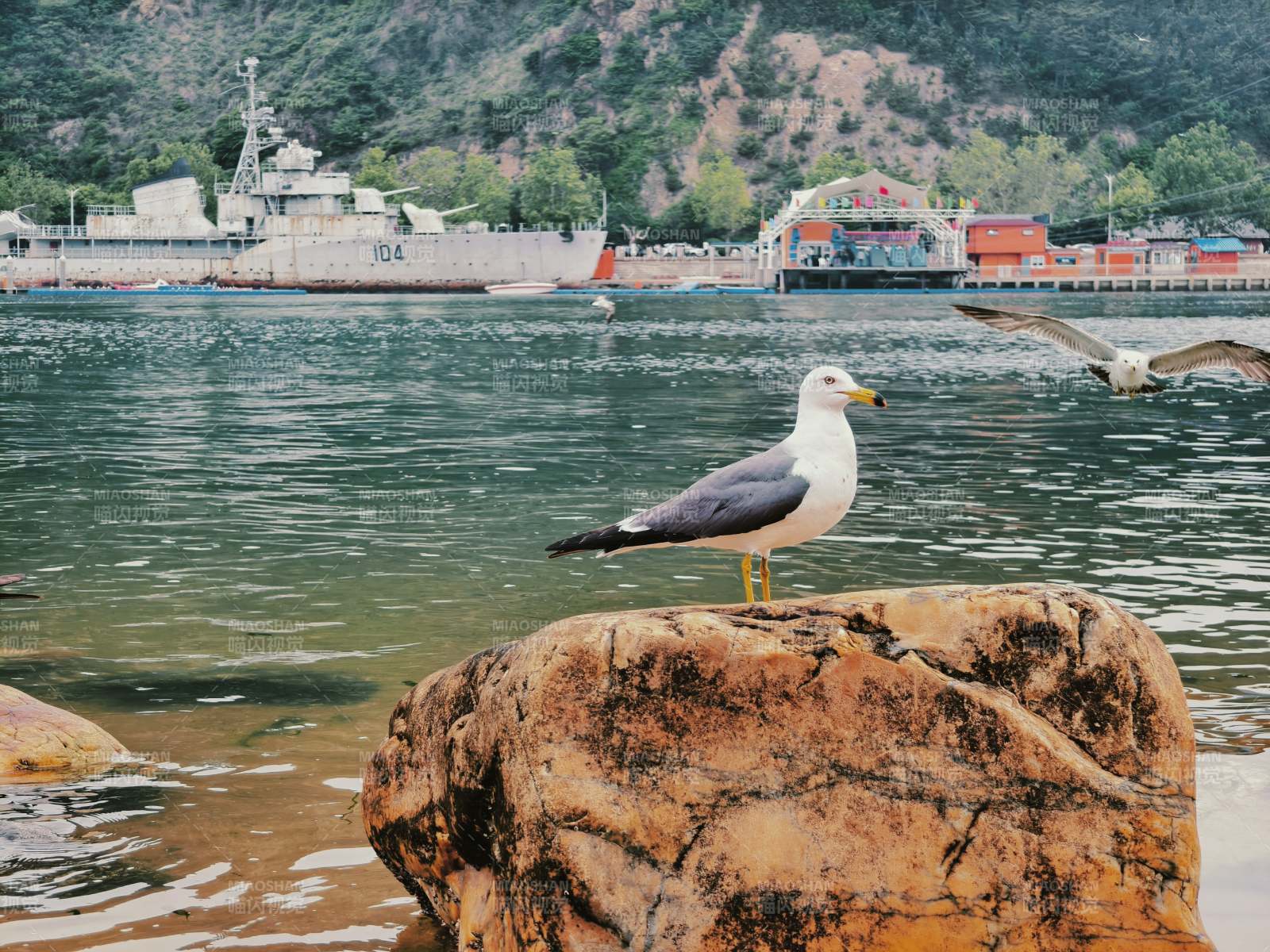 海边岩石上的海鸥图片