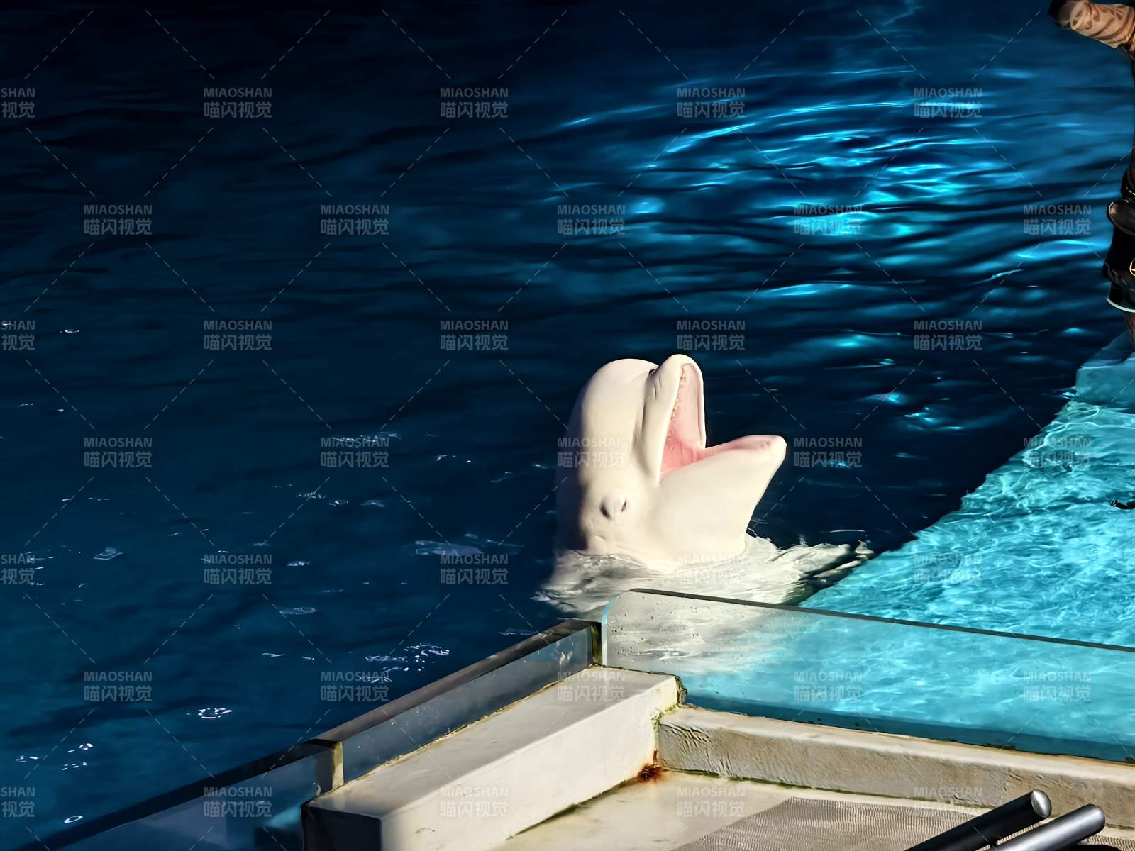 白鲸探头水面 好奇观望图片