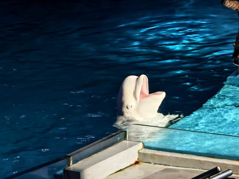 白鲸探头水面 好奇观望图片