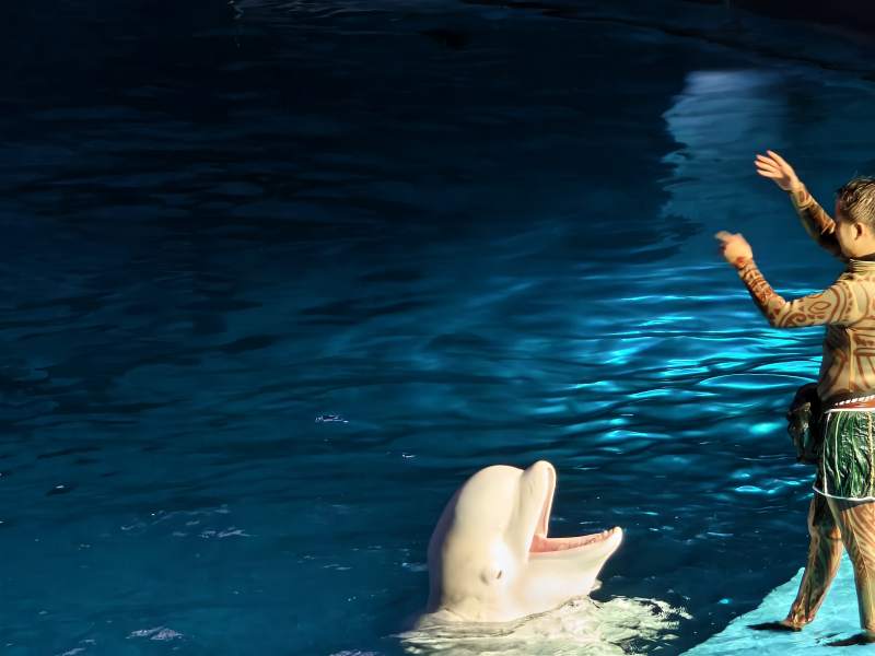 人与白鲸的互动瞬间图片