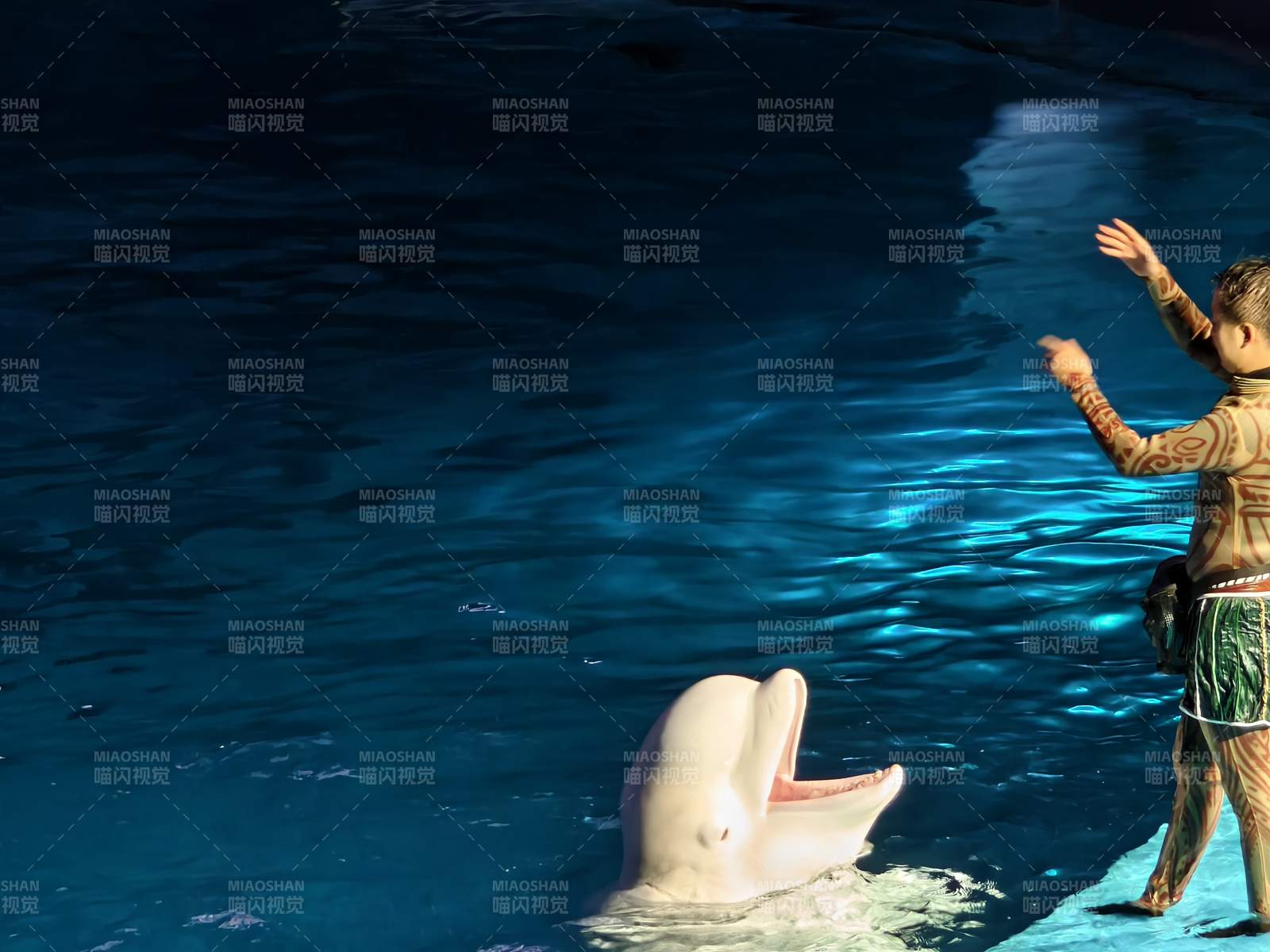 人与白鲸的互动瞬间图片