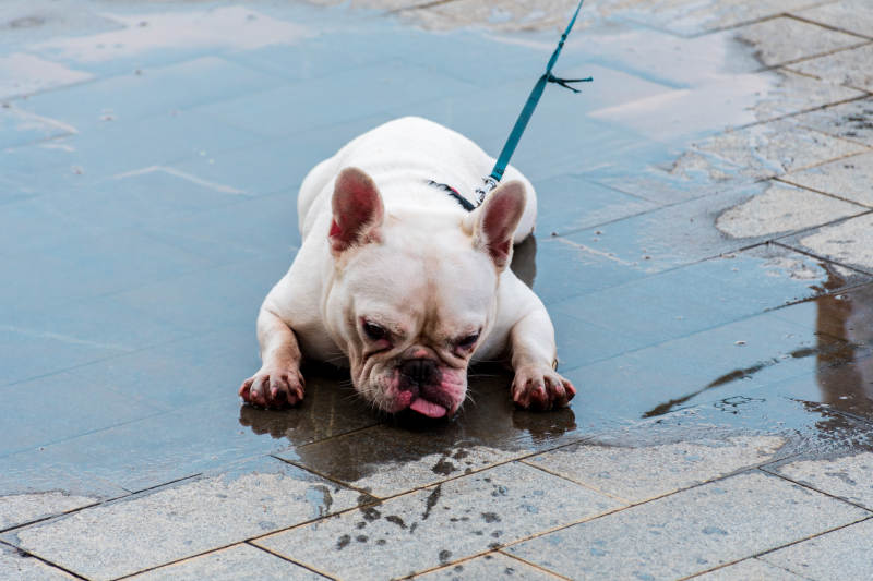 小狗雨中舔水湿地面图片