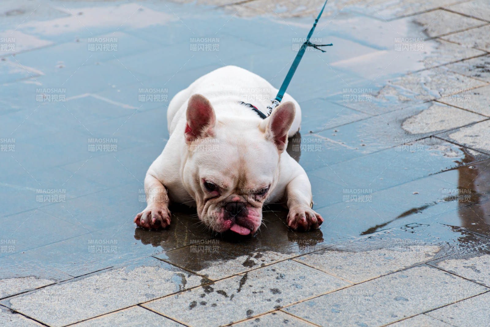 小狗雨中舔水湿地面图片