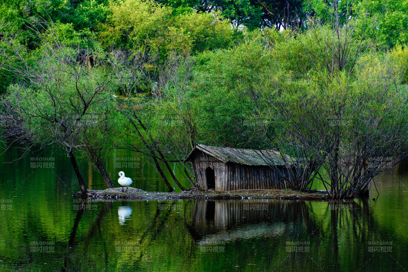 湖畔小屋与白鹭静谧景致图片