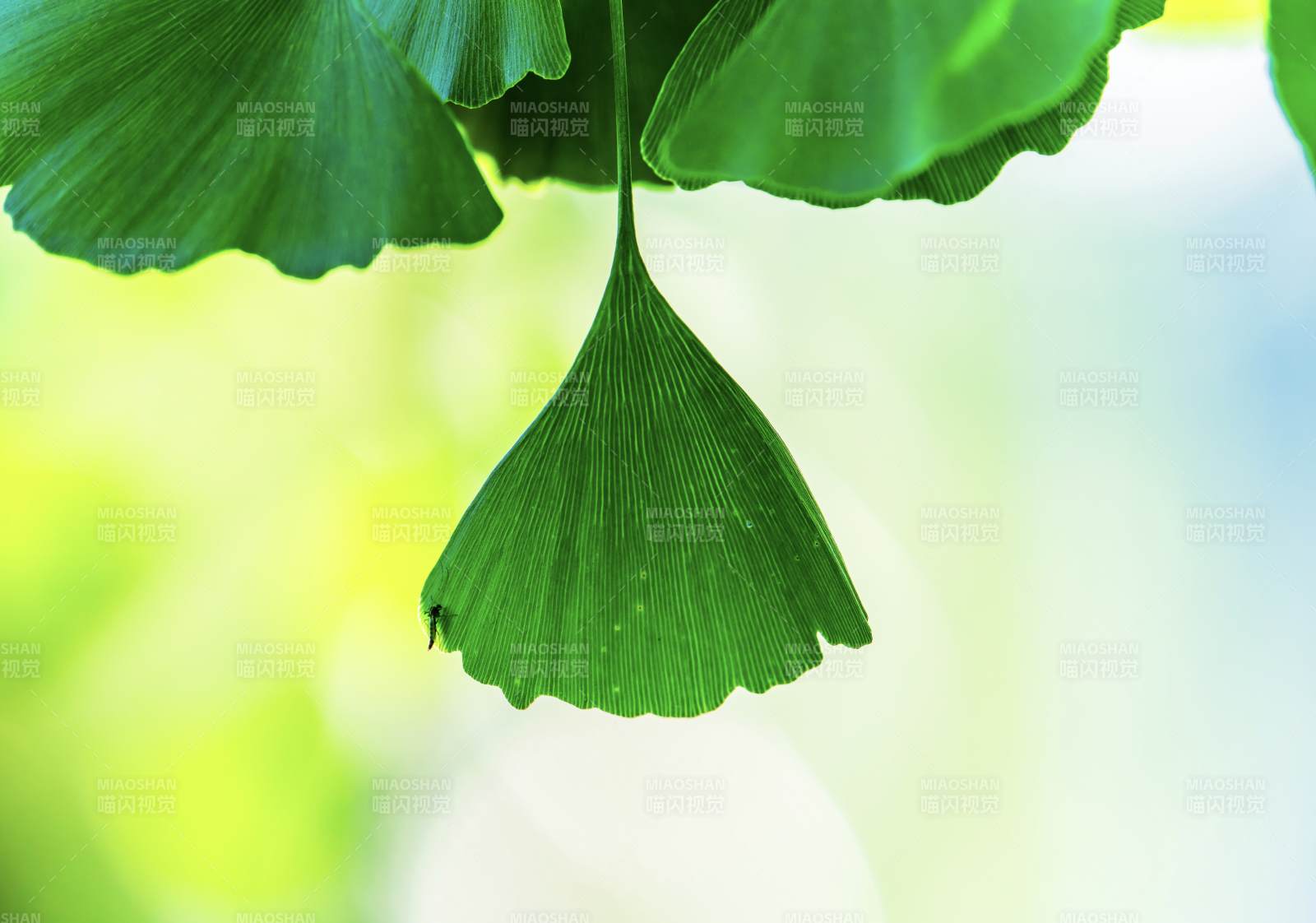 银杏叶的自然之美图片