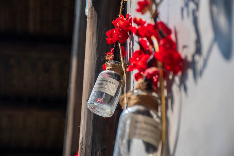 瓶中红花 墙边静美图片