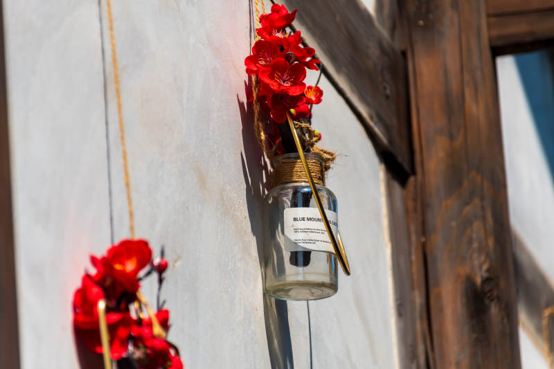 瓶中红花 墙边静美图片