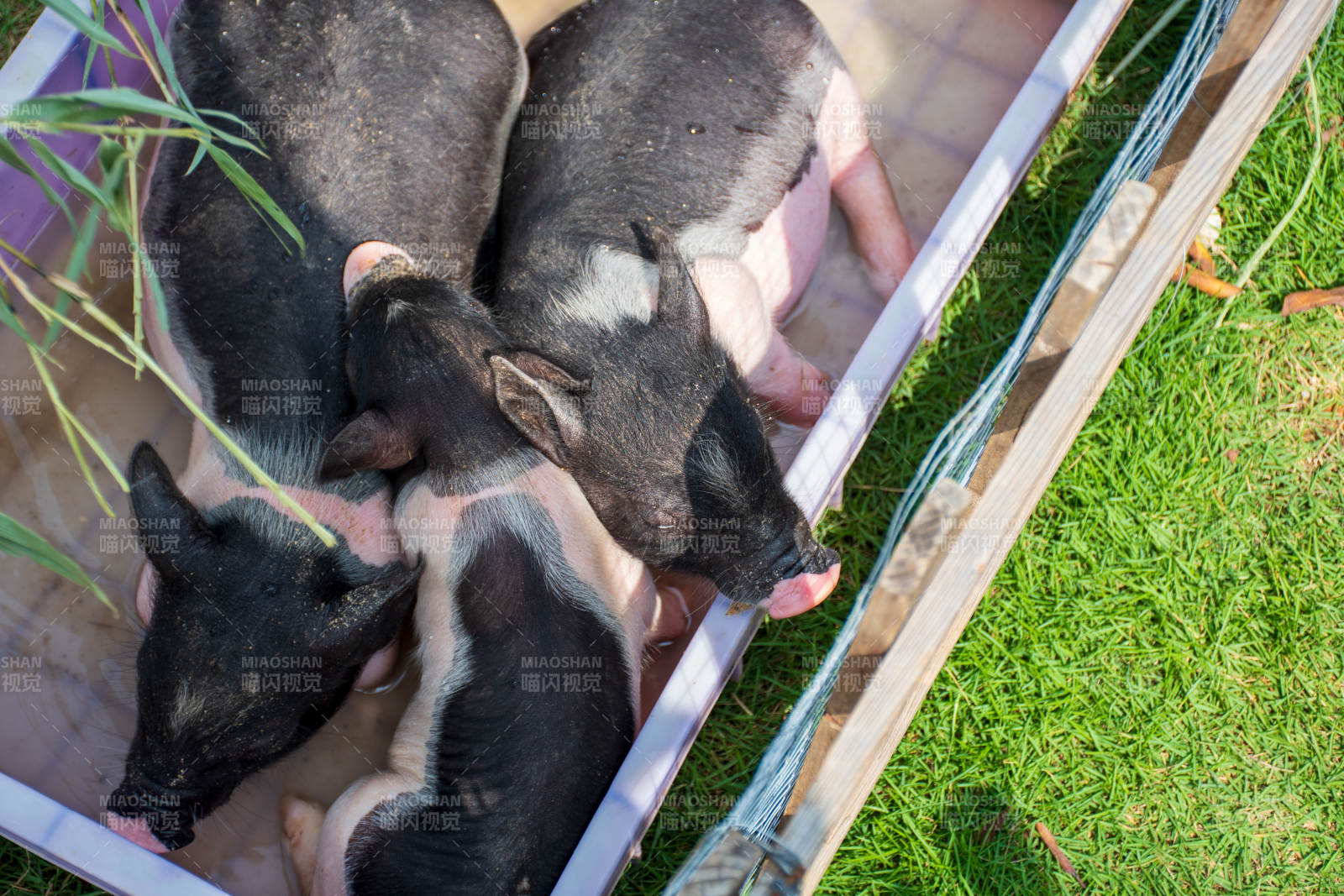 小猪在草地上休息图片