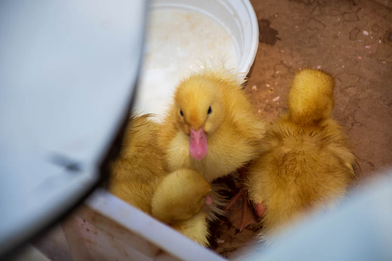 小黄鸭在桶中休息图片