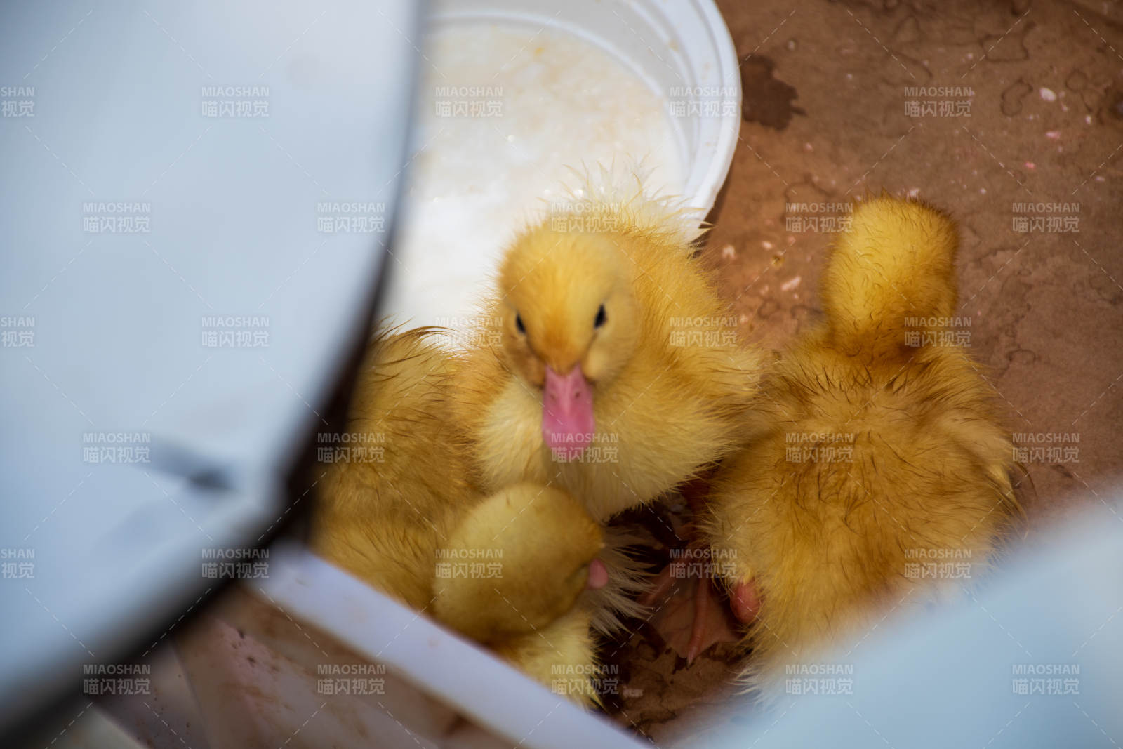 小黄鸭在桶中休息图片