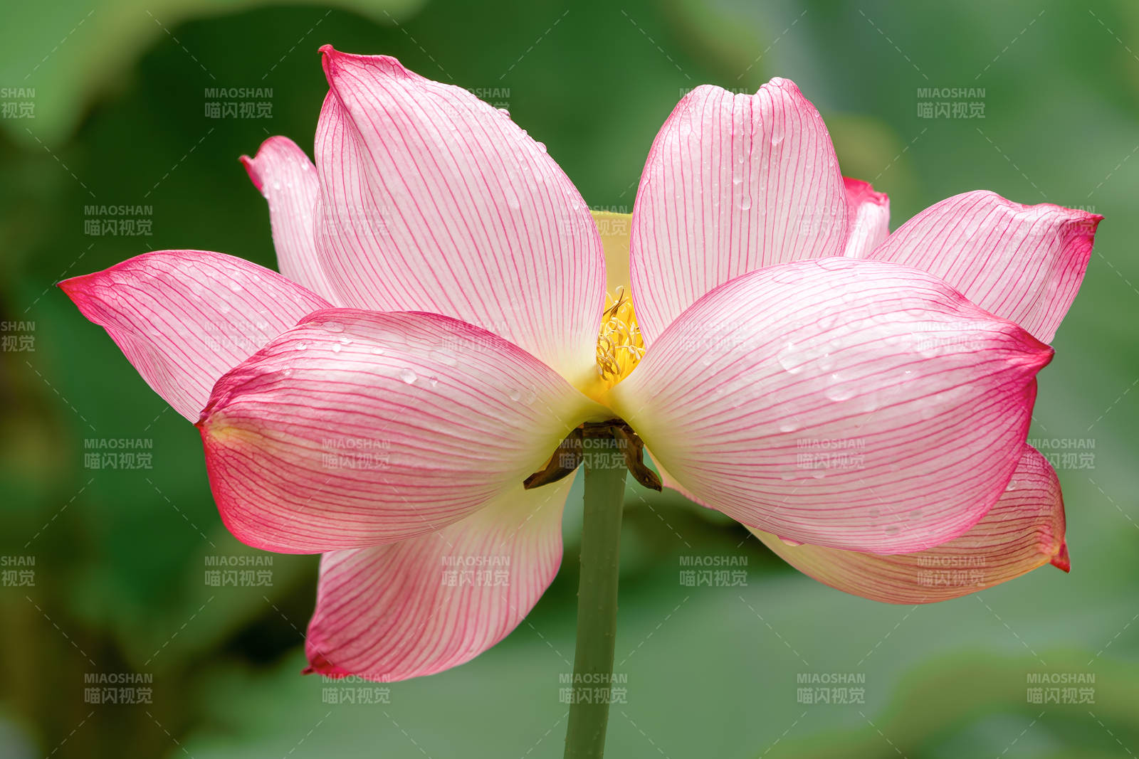 粉色荷花绽放雨中图片