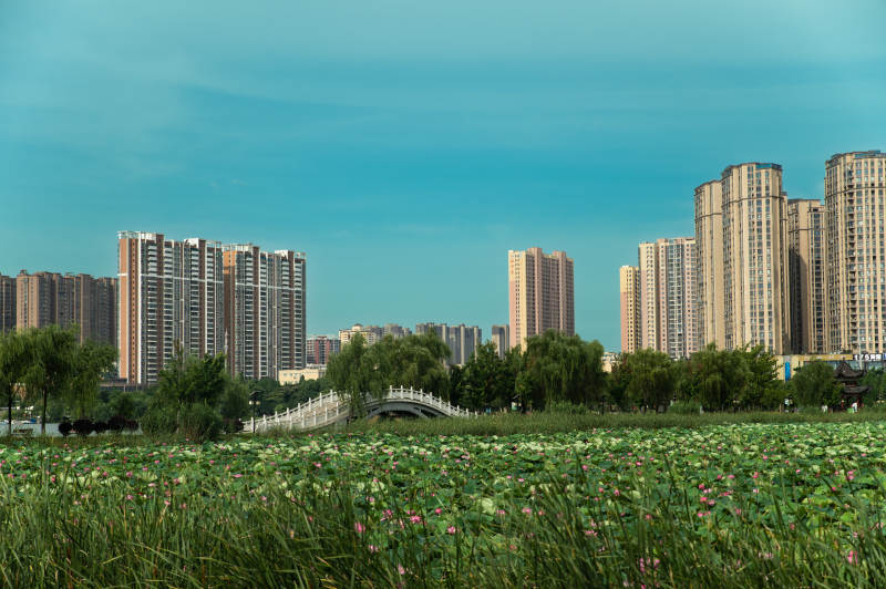 城市绿洲 高楼与荷塘相映图片