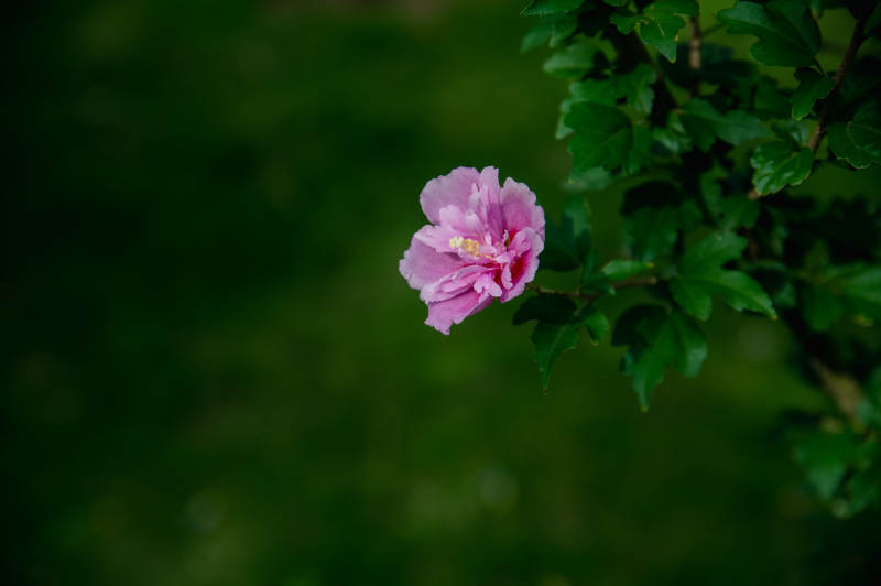 粉色花朵在绿叶间绽放图片