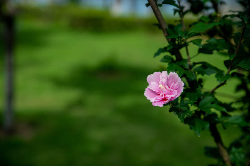 粉色花朵在绿叶间绽放图片