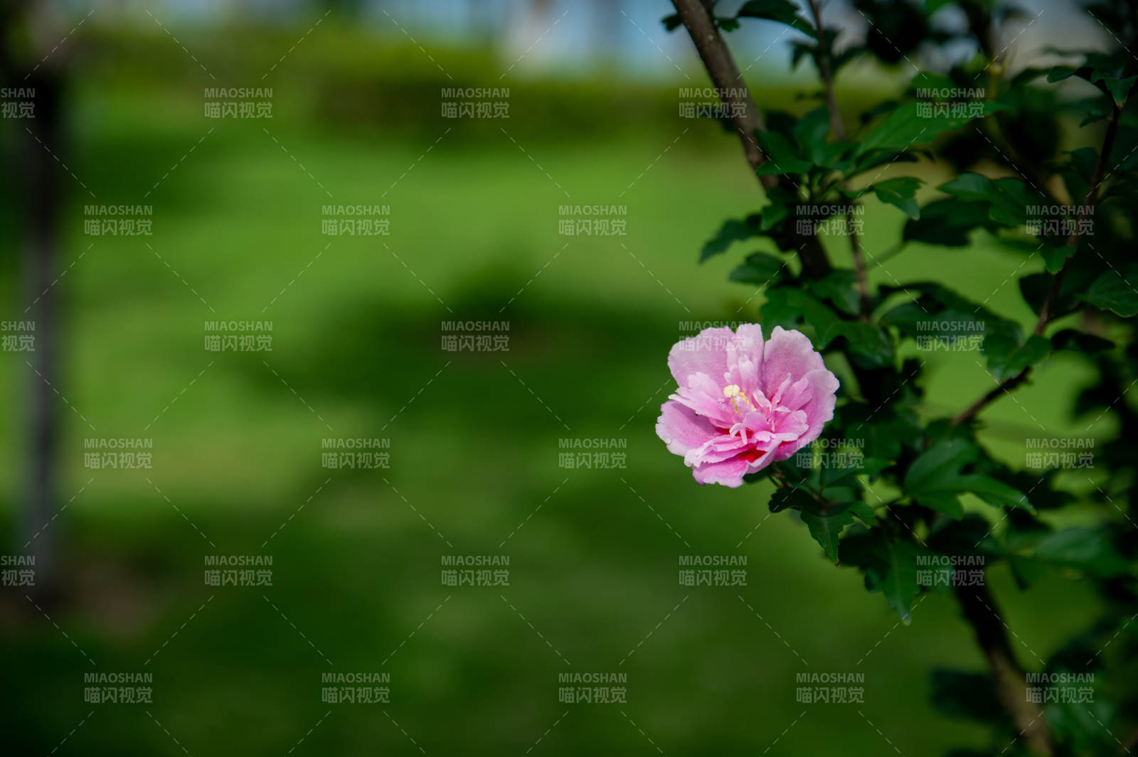 粉色花朵在绿叶间绽放图片