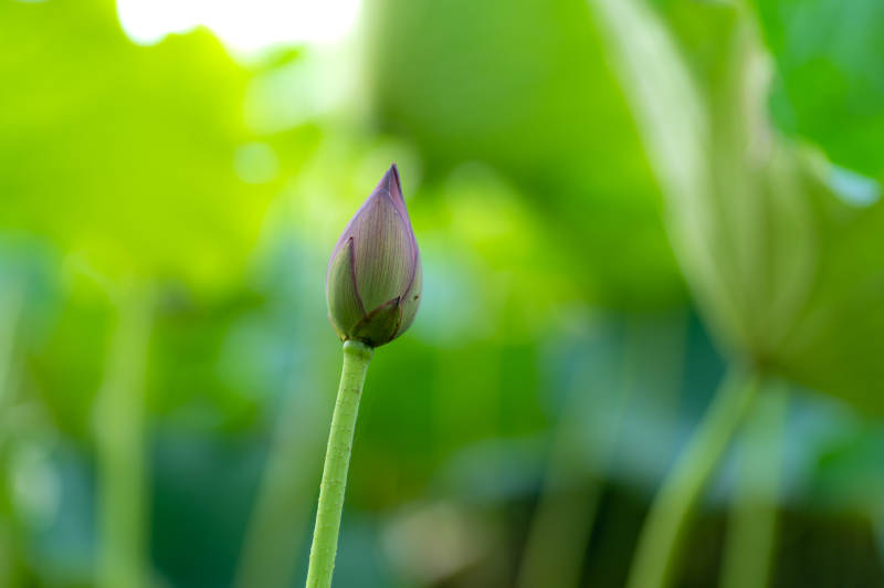 含苞待放的莲花蕾图片