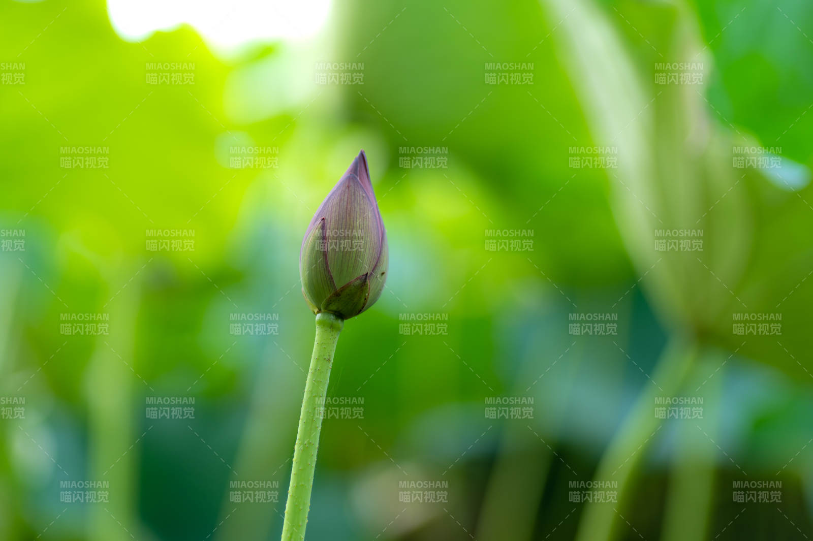 含苞待放的莲花蕾图片