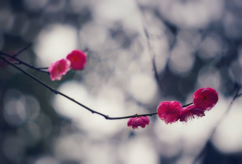 冬日梅花 静谧绽放图片