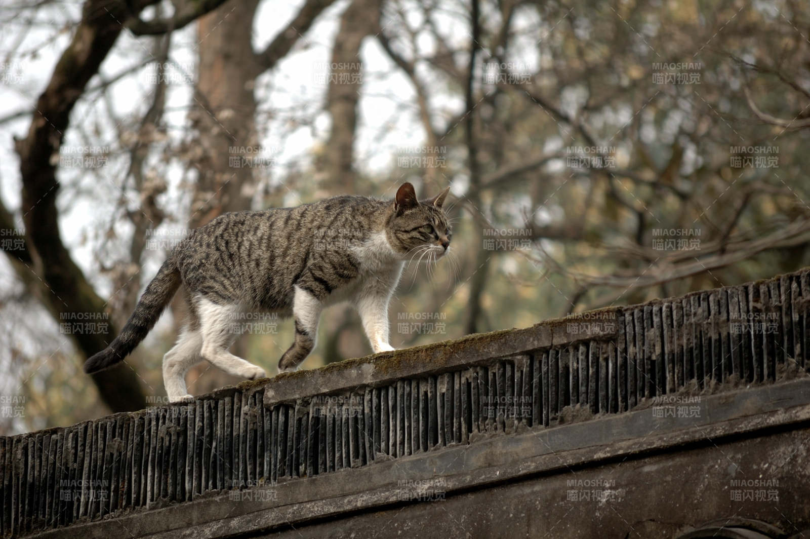 屋顶上的猫步图片