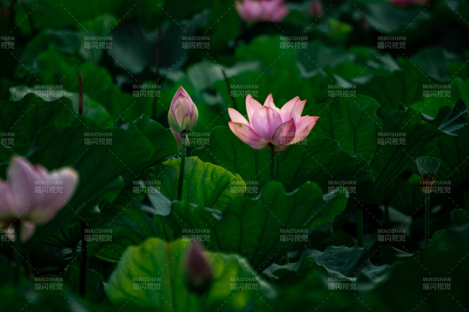 荷塘月色 莲花静美图片