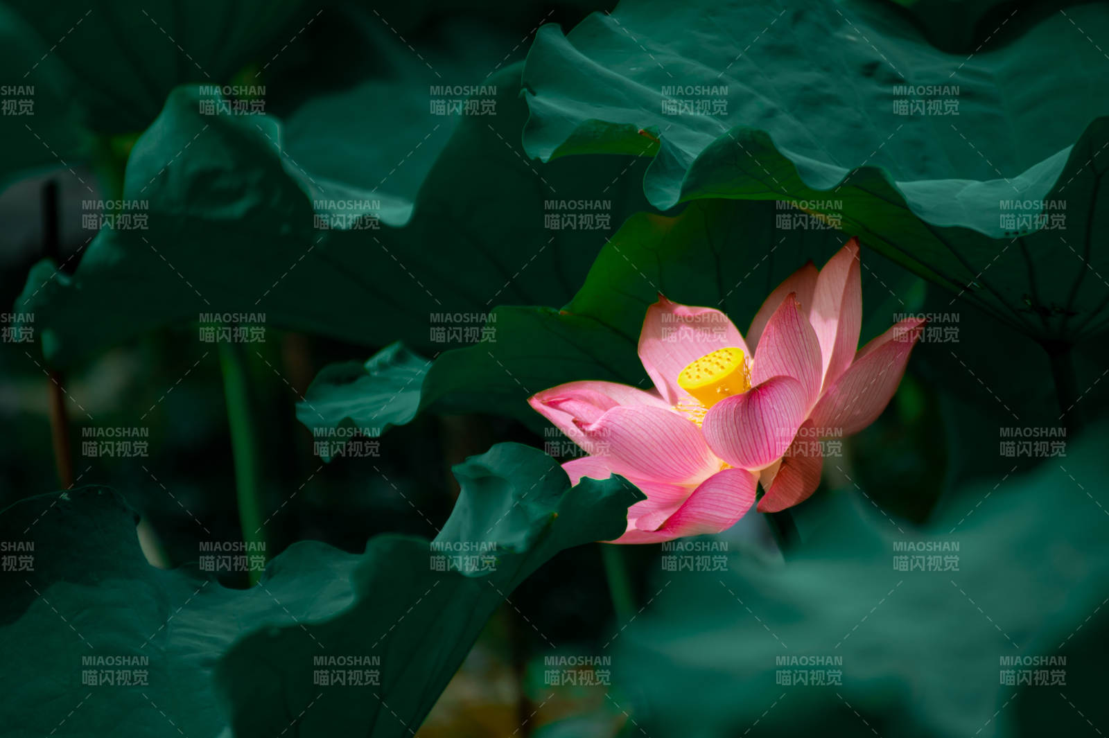 荷塘月色 莲花绽放图片