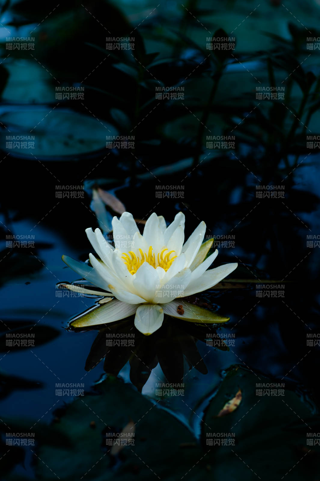 静谧池塘中的白色睡莲图片