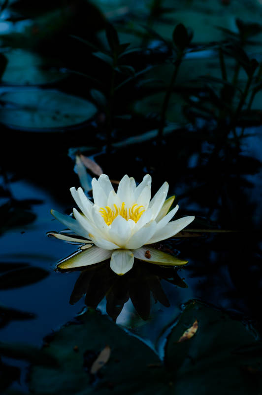 静谧池塘中的白色睡莲图片