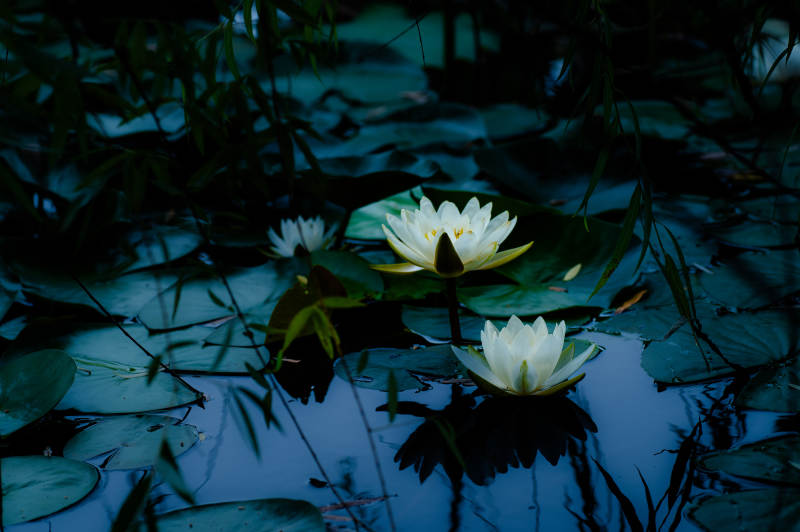 静谧池塘中的睡莲图片