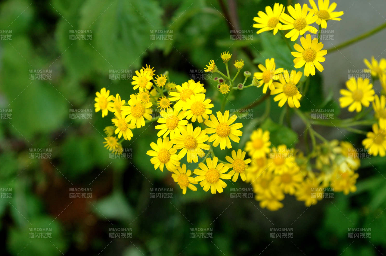 黄色小花绽放枝头图片