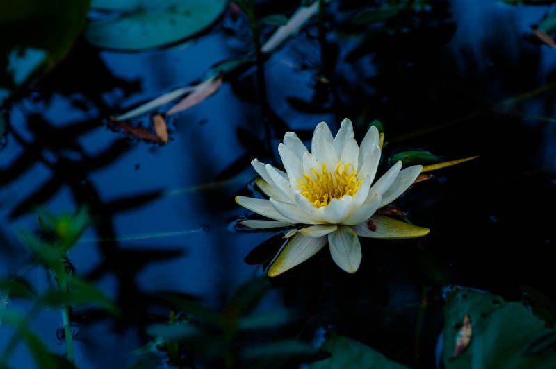 池中白莲静谧绽放图片